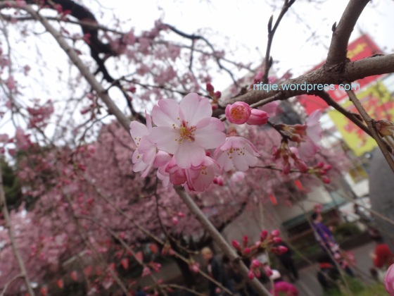 Early Sakura at the entrance of Ueno Park
