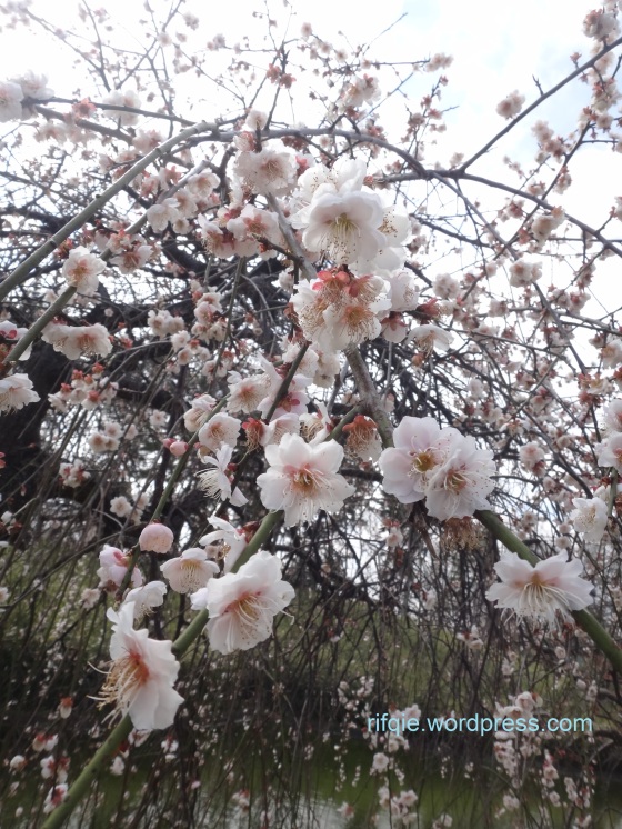 Sakura at Park near Tsukuba Daigaku Oikoshi